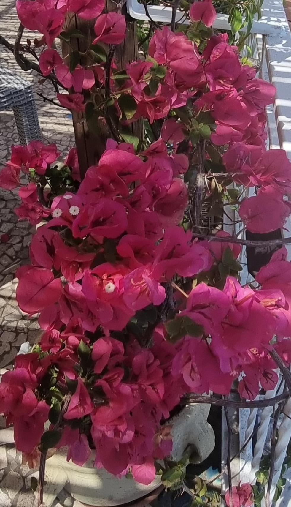 Casa Vacanze O'Mulin Ravello Via Fiume 2 Incrocio Pontone エクステリア 写真